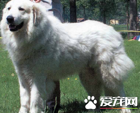 大白熊犬是哪裡的 古羅馬人帶到西班牙的犬種