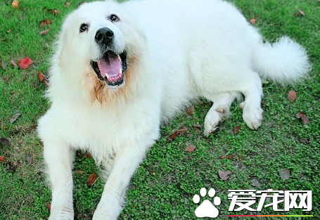 大白熊犬如何辨認 白金毛犬與大白熊犬的區別