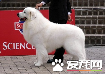 大白熊犬身高 大白熊公犬身高在69到81厘米