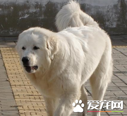 大白熊犬如何辨認 白金毛犬與大白熊犬的區別