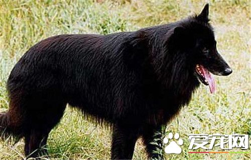 比利時牧羊犬幼犬種類 有四種不同的類型