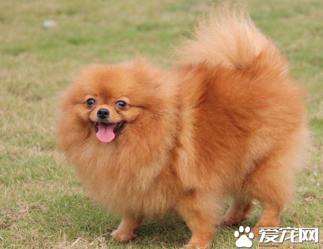 博美犬體長多少 純種博美犬體長在45厘米