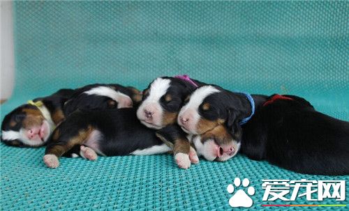 伯恩山犬一年交配幾次 母犬6到8個月發情一次