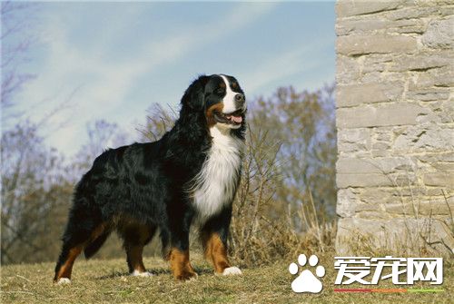 伯恩山犬是什麼犬 伯恩山犬是一種大型犬