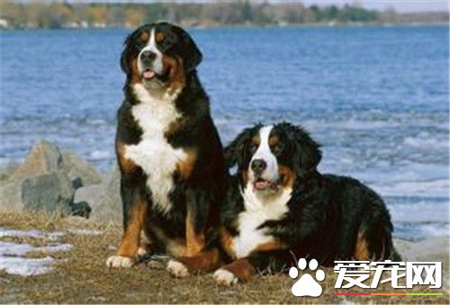 伯恩山犬是什麼犬 伯恩山犬是一種大型犬