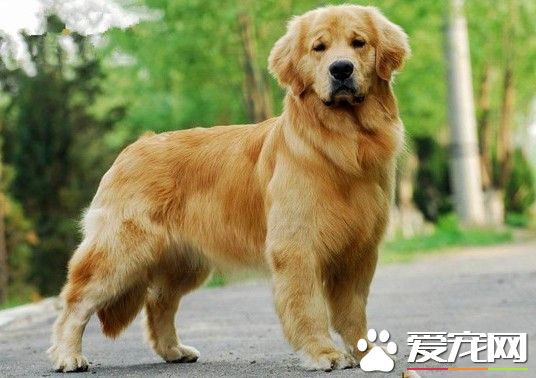 伯恩山犬和金毛哪個好 伯恩山犬是理想的家庭犬