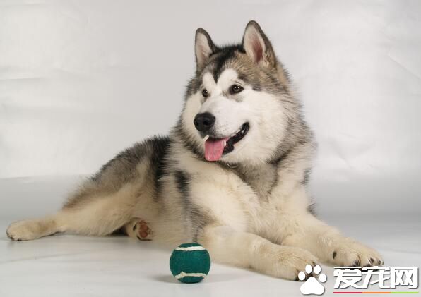 阿拉斯加雪橇犬如何養 選擇適口性好的飼料