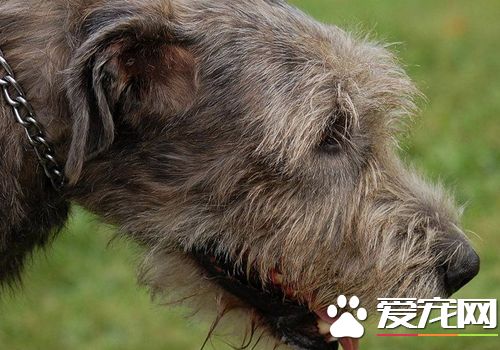 愛爾蘭獵狼犬能打獵嗎 能夠捕獵中大型獵物