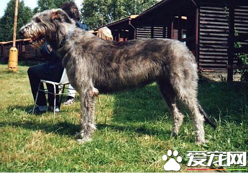 愛爾蘭獵狼犬特征 愛爾蘭獵狼犬是真正的巨犬