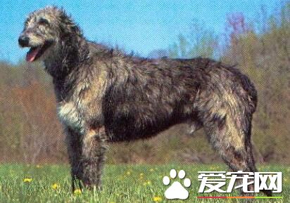 愛爾蘭獵狼犬喜歡人嗎 是個非常合格的伴侶犬