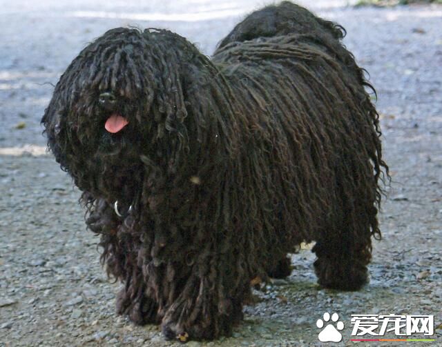 波利犬和可蒙犬的區別 白色是可蒙黑色是波利