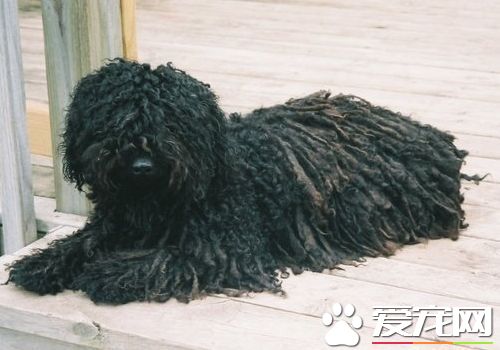 波利犬有白色的嗎 黑顏色為波利犬的真正特點