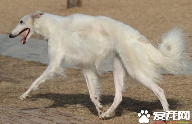 蘇俄獵狼犬大嗎 雄性的體重范圍約75到105磅