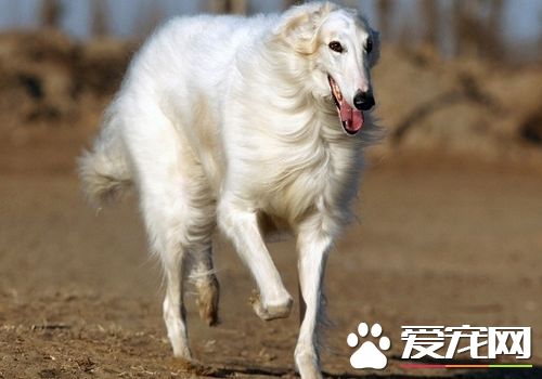 蘇俄獵狼犬的智商 蘇俄獵狼犬智商不是很高