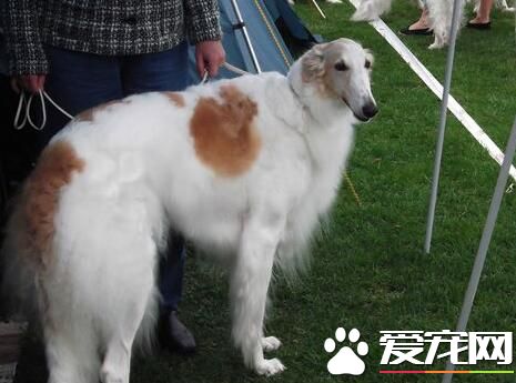 蘇俄獵狼犬多大可以交配 公犬為2歲為宜