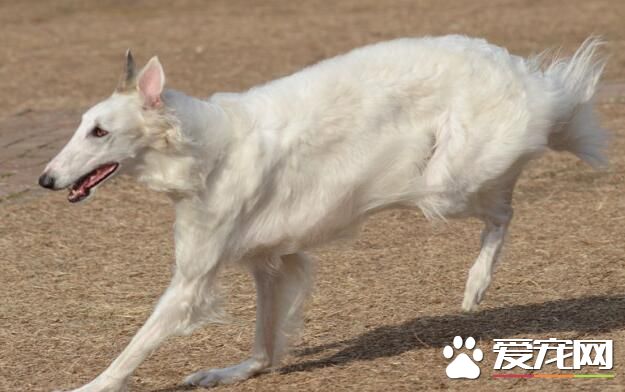 蘇俄獵狼犬攻擊性 什麼原因導致狗狗會有攻擊性