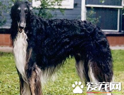 蘇俄獵狼犬價格 蘇俄獵狼犬價格萬元以上