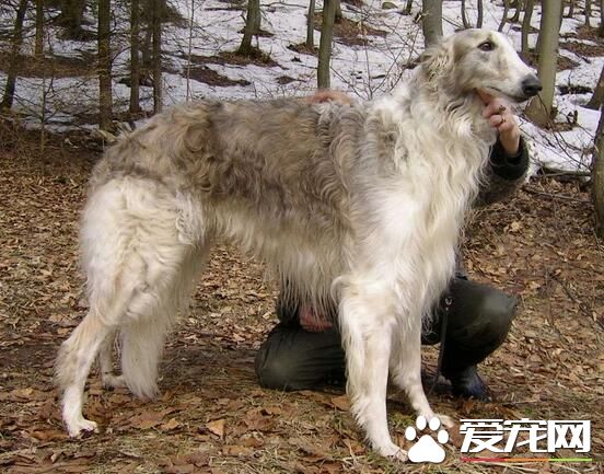 蘇俄獵狼犬特點 蘇俄獵狼犬的性情特點
