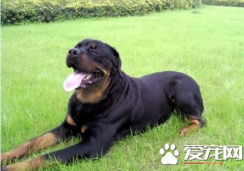 羅威納犬咬力 羅威納是咬合力最強的狗之一
