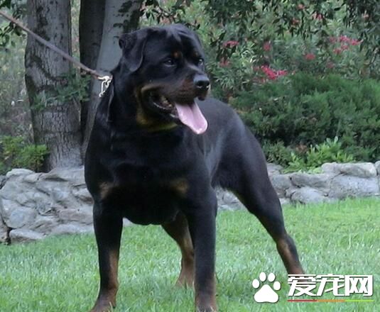 羅威納犬凶猛嗎 是世界最凶猛的狗之一