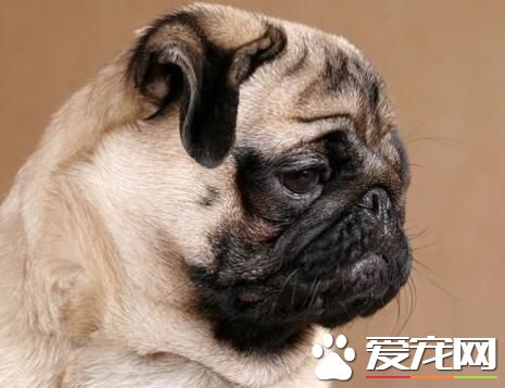 巴哥犬體重 巴哥犬體重在6到8公斤范圍內