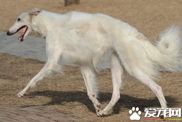 蘇俄獵狼犬壽命 蘇俄獵狼犬的壽命是10到12年