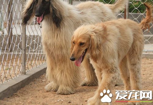 阿富汗獵犬是大型犬嗎 最古老的獵犬犬種之一