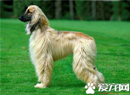 阿富汗獵犬是大型犬嗎 最古老的獵犬犬種之一