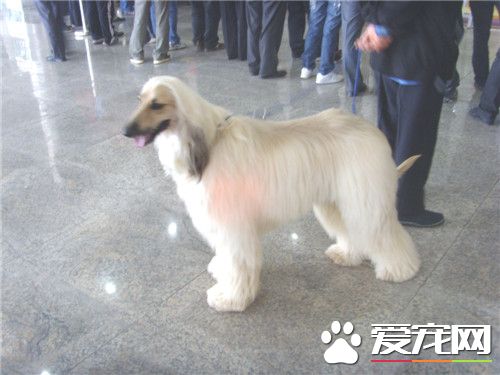 阿富汗獵犬容易掉毛嘛 季節氣候的變化導致掉毛