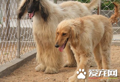 阿富汗獵犬能長多大 一般可以達到64到74厘米