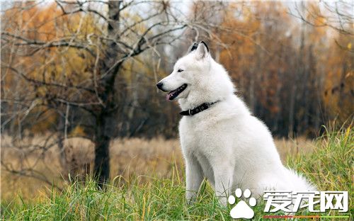 阿拉斯加雪橇犬多少斤 雄性阿拉斯加在39公斤