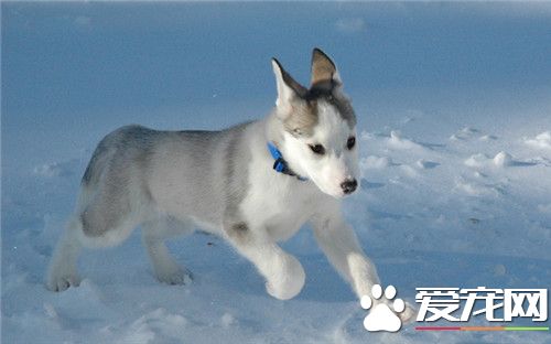 阿拉斯加雪橇犬冬季多少度 適合在10到零下35度之間
