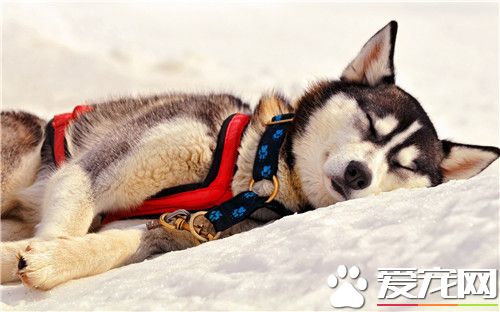 阿拉斯加雪橇犬的習性 阿拉斯加生性好群居