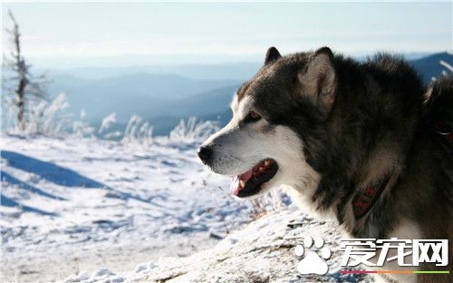 阿拉斯加雪橇犬的毛色 如何護理阿拉斯加的毛發
