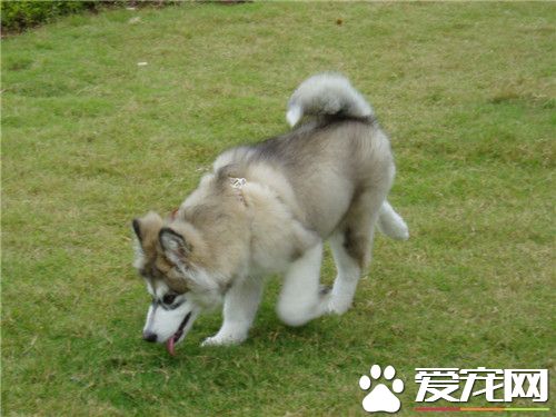 阿拉斯加雪橇犬狼叫 只是體形長的像狼