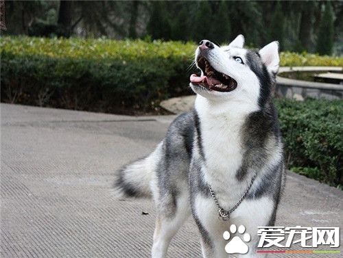 阿拉斯加雪橇犬肩高 成年肩高65到80厘米