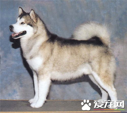 阿拉斯加雪橇犬肩高 成年肩高65到80厘米