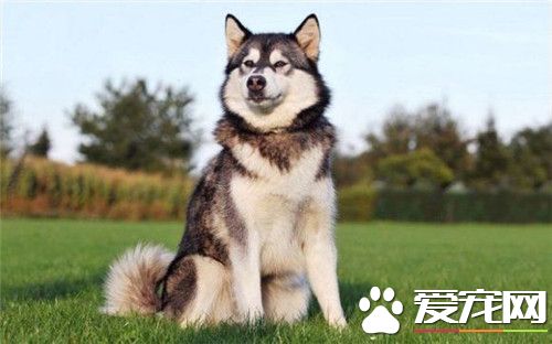 阿拉斯加雪橇犬跟哈士奇的區別 哈士奇屬於中型犬