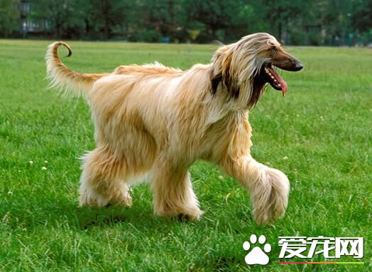 阿富汗獵犬標准 雄性身高27英寸誤差1英寸