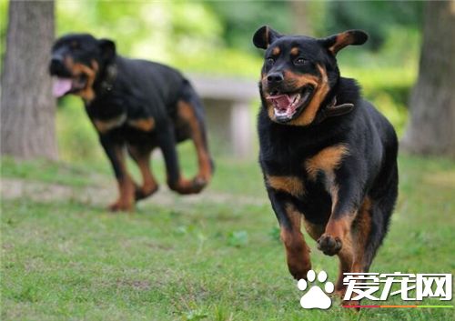 羅威納犬能長多重 雄性羅威納體重43至59公斤