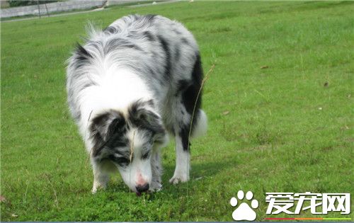 邊境牧羊犬多久成年 中大型犬兩歲成年