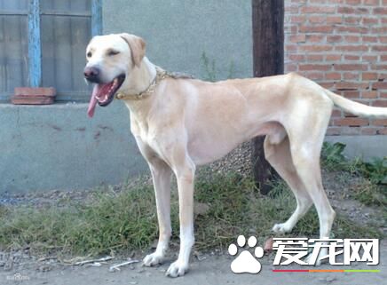 細狗與靈缇的區別 細狗是中國的靈缇是外國的