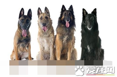 比利時牧羊犬有幾種 一共有四個品種的種類