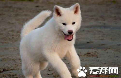 白色秋田犬多久毛才長長 毛發健康因素有很多
