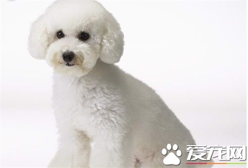 白色泰迪犬和比熊的區別 最大的區別在於毛發