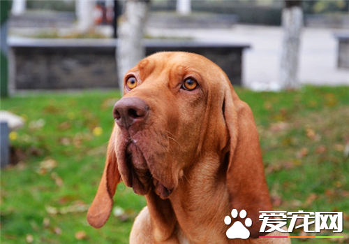 尋血獵犬能捉什麼動物 用嗅覺來追蹤獵物