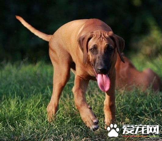 尋血獵犬能捉什麼動物 用嗅覺來追蹤獵物