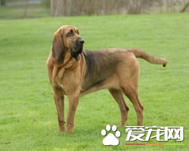 尋血獵犬有幾種 一般把獵犬分為三大類