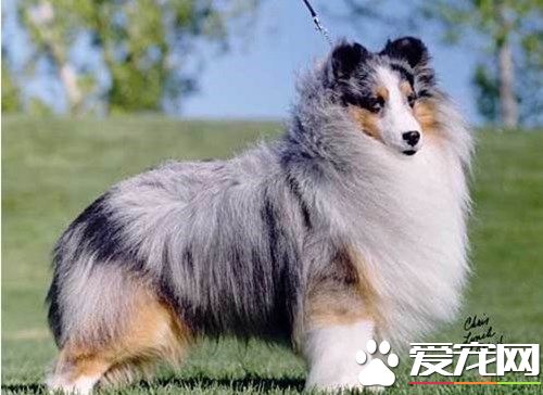 喜樂蒂牧羊犬最大能長多少斤 六至十二公斤