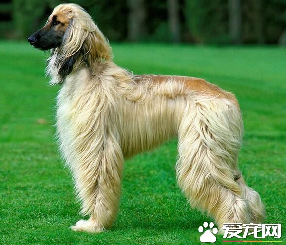 阿富汗獵犬有幾種顏色 阿富汗犬喜歡玩什麼